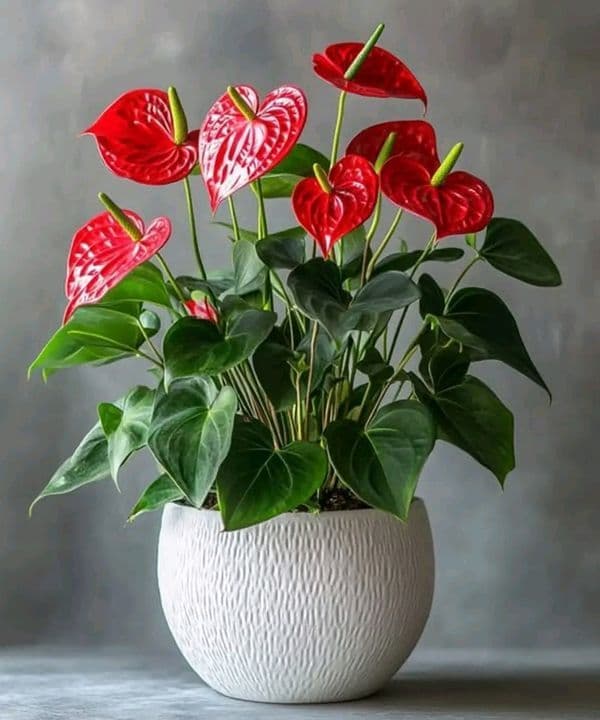 Anthurium