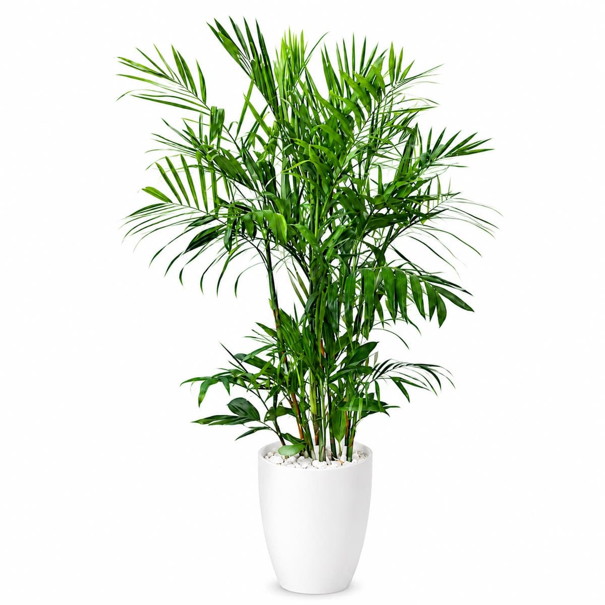 Bamboo Palm