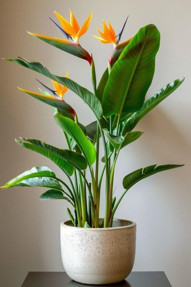 Bird of Paradise