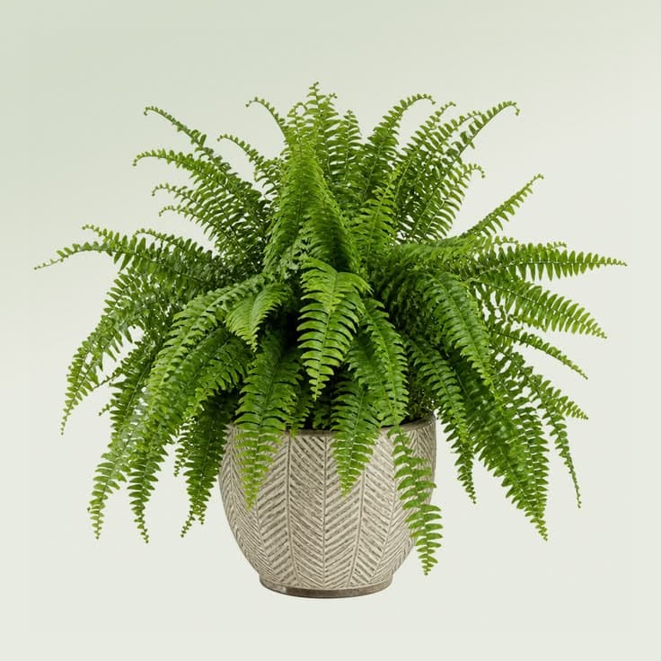 Bird's nest fern