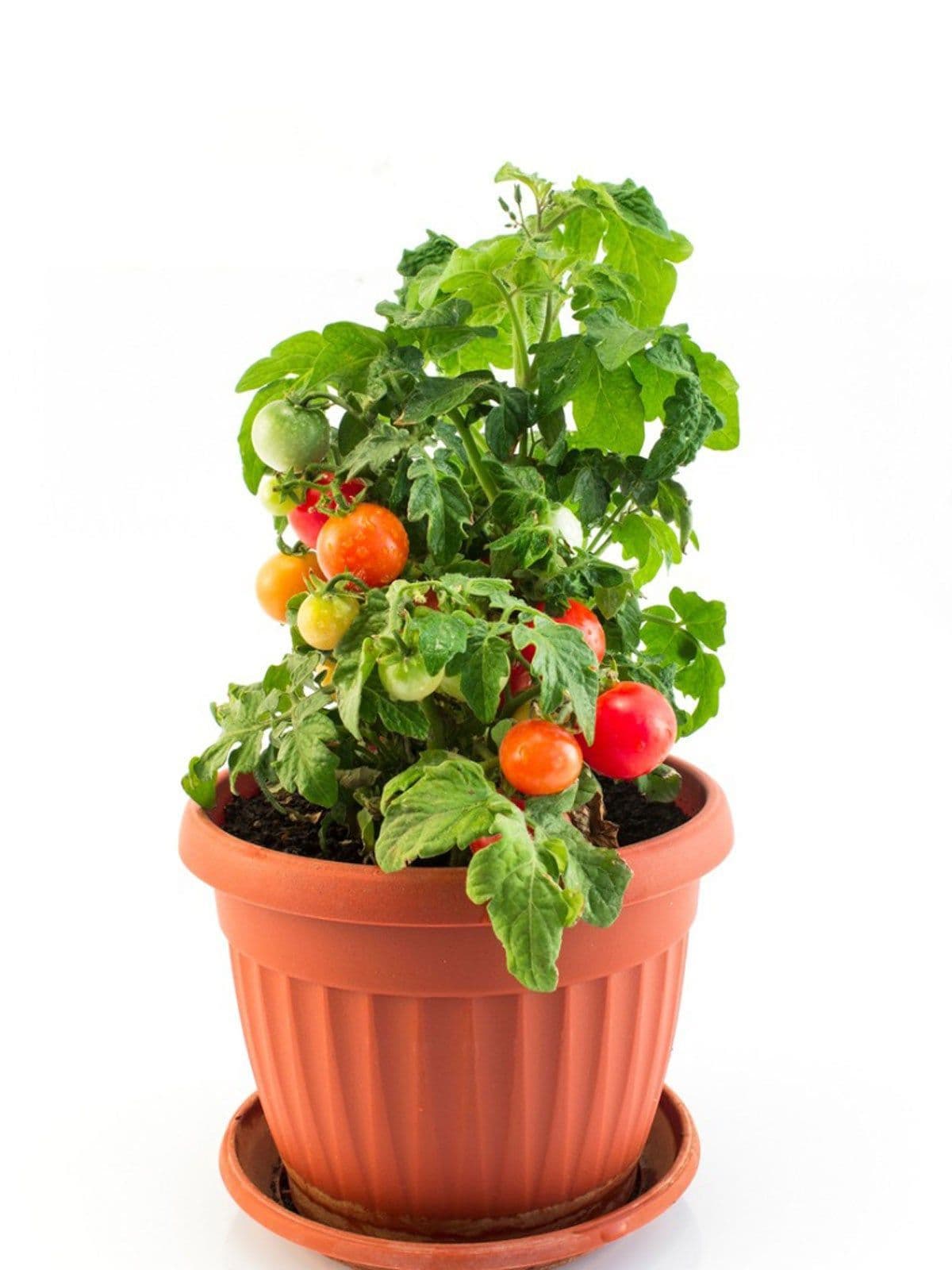Cherry Tomato
