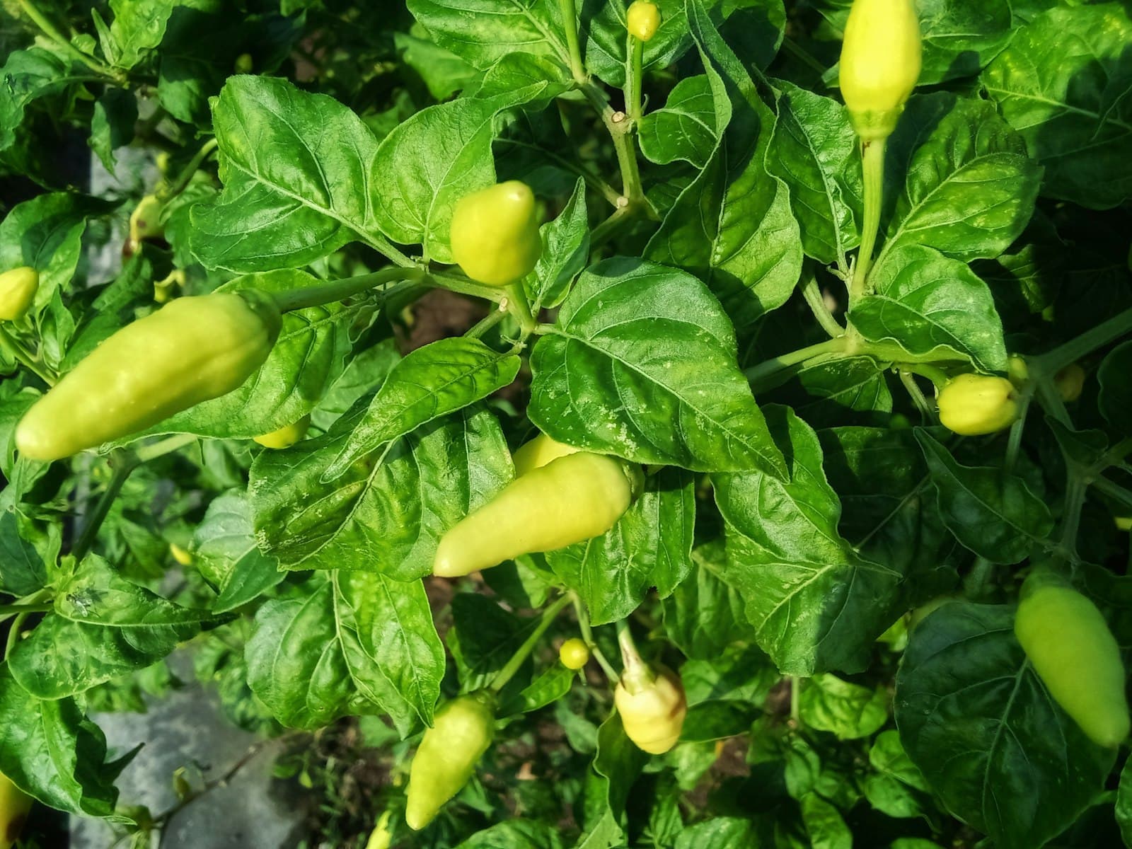 Green Chili