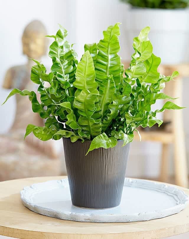 Cobra Fern