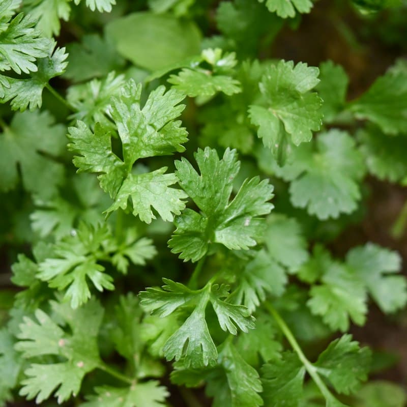 Coriander (Cilantro)