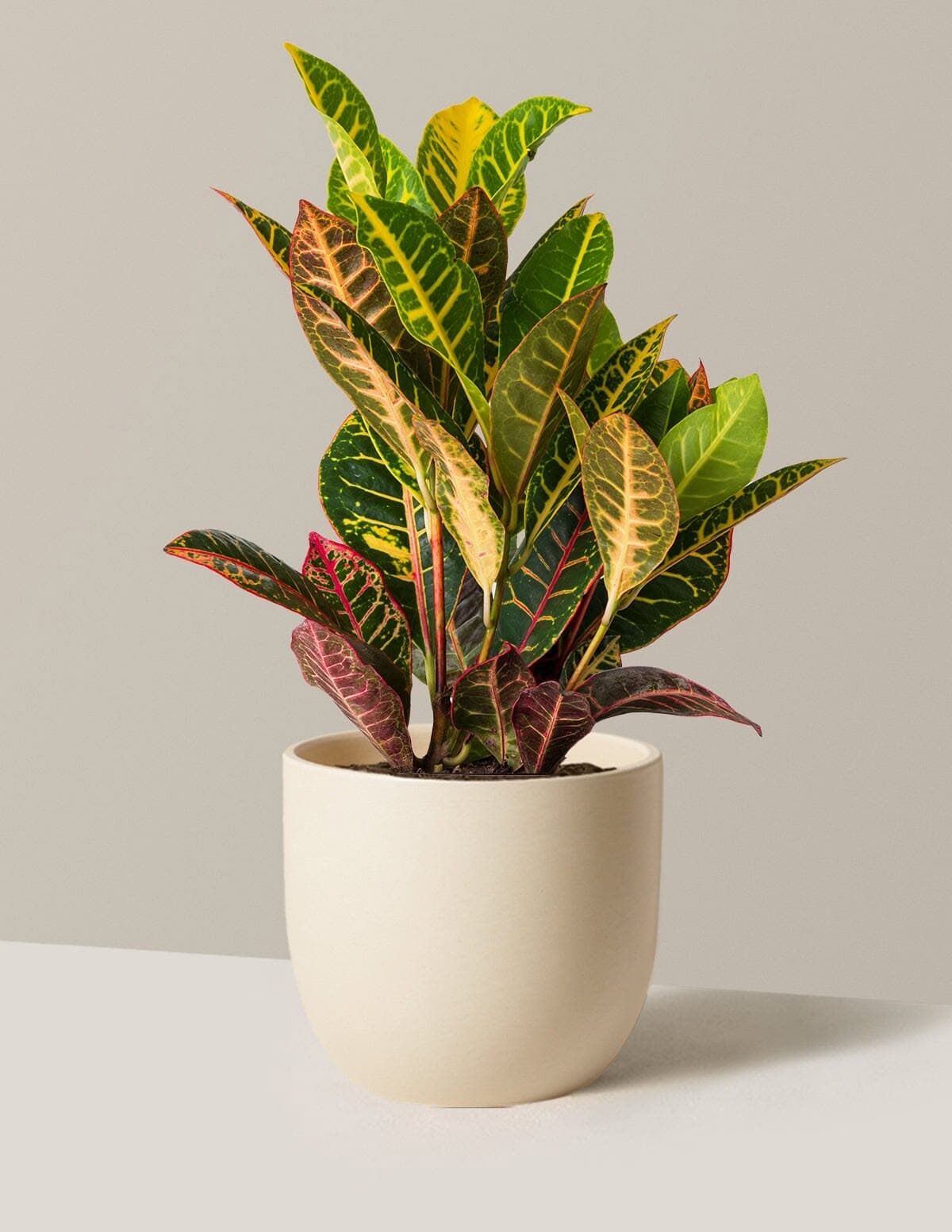 Croton