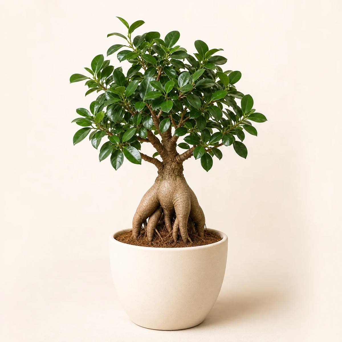 Ficus Bonsai