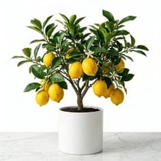 Lemon