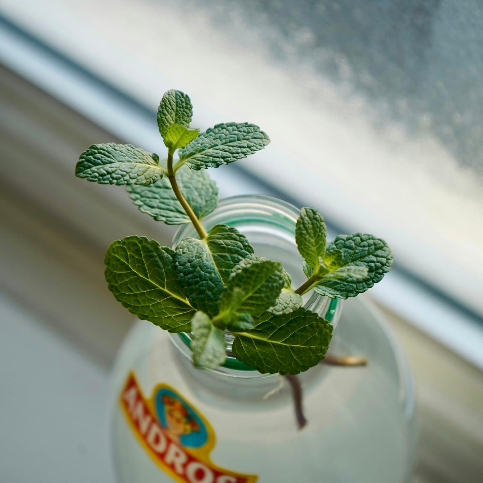 Mint