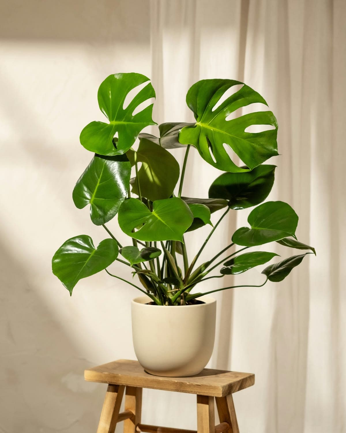 Monstera Deliciosa