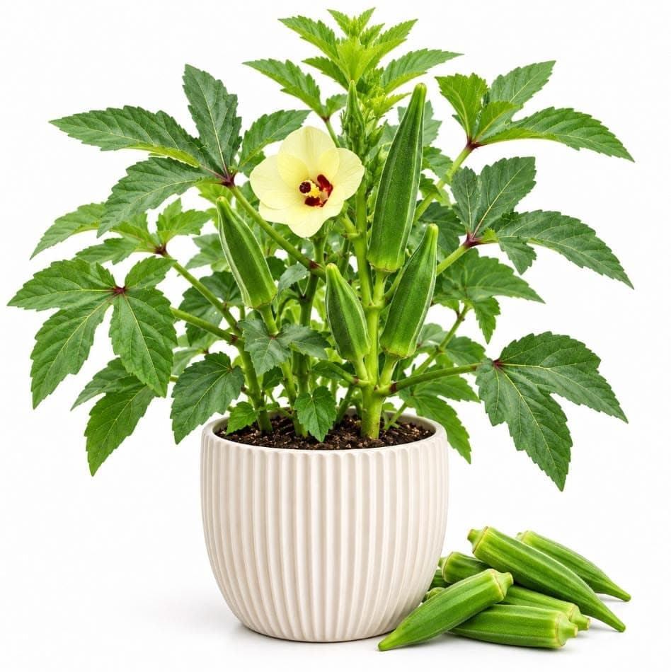 Okra (Bhindi)