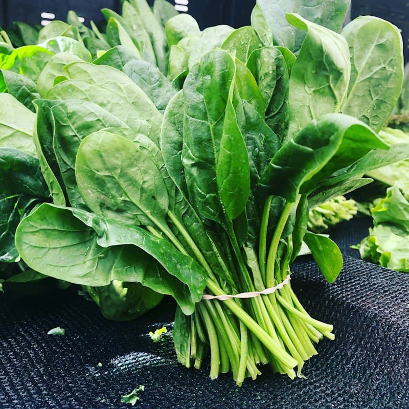 Spinach (Palak)