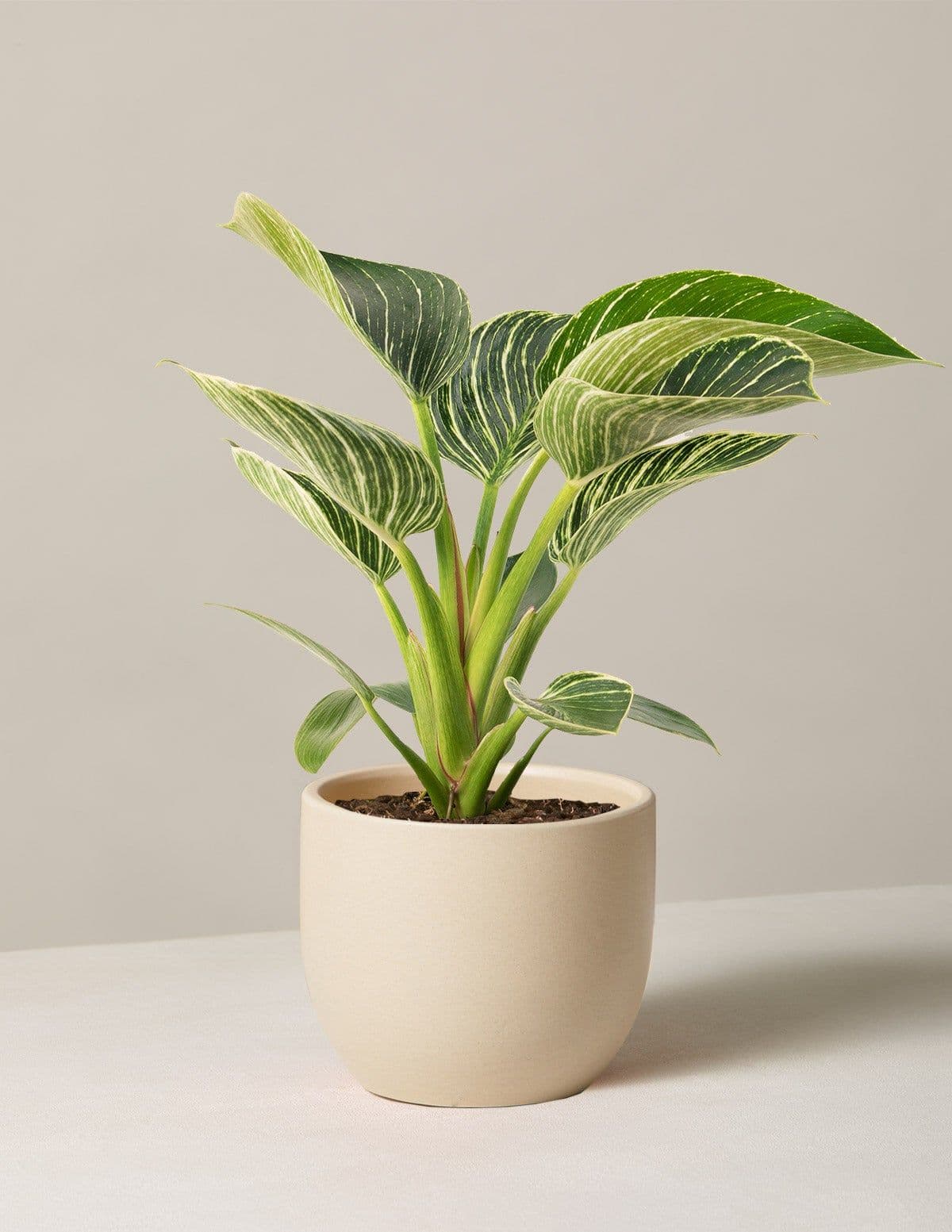 Philodendron
