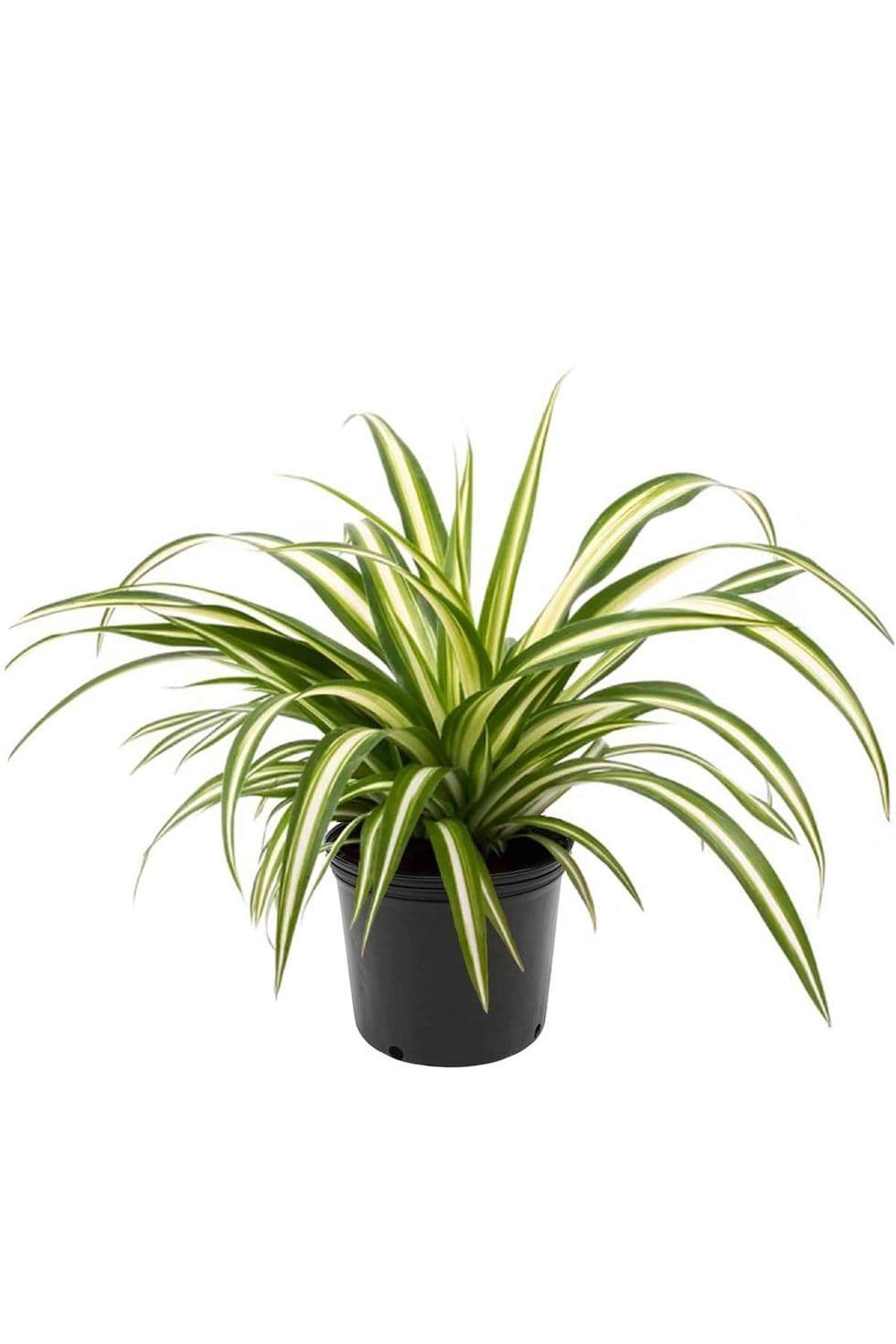 Spider Plant