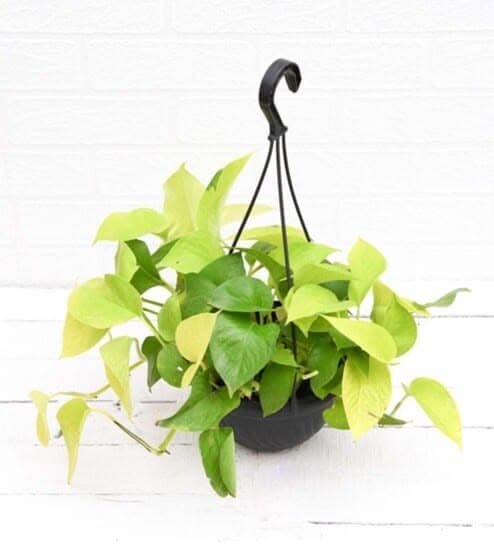 Money Plant Golden Hanging Pot
