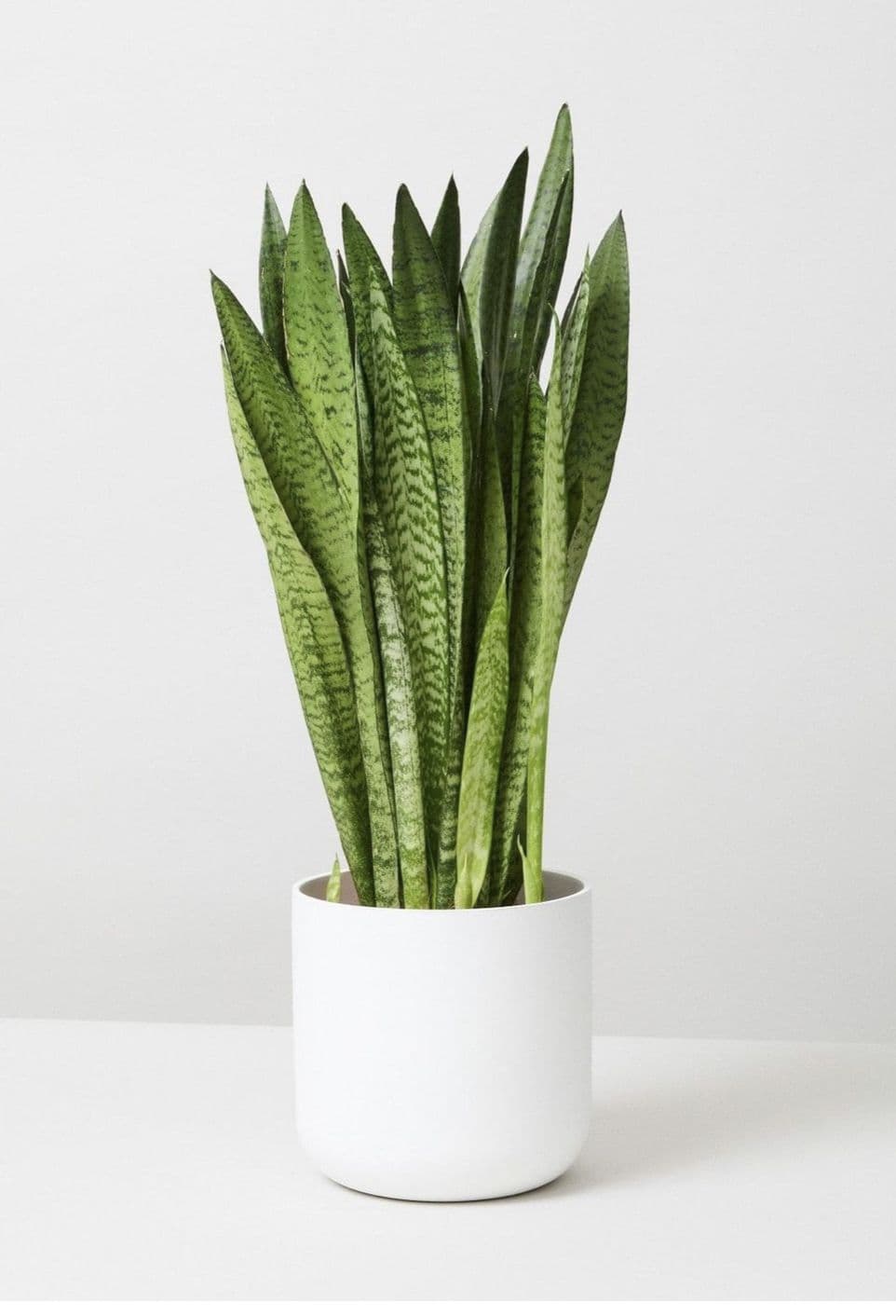 Snake Plant Green