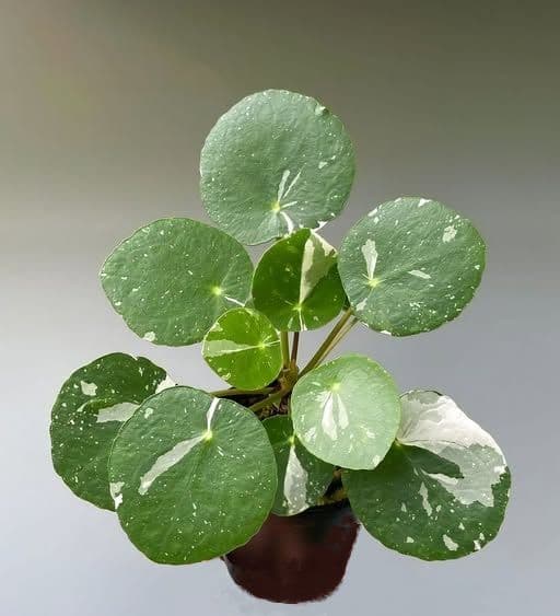 Money Plant Variegated