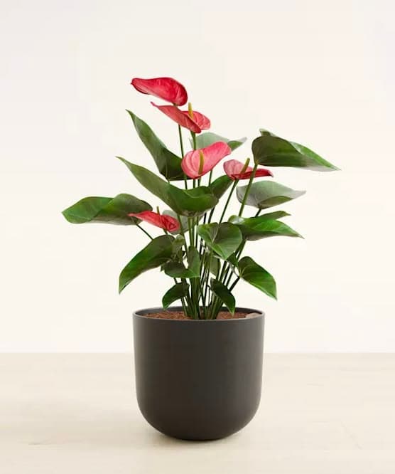 Anthurium Livium