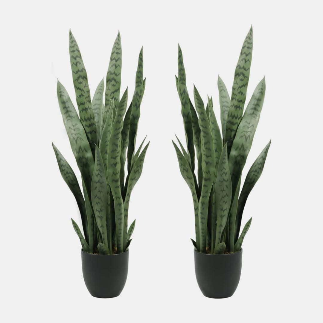 Snake Plant Set of 2