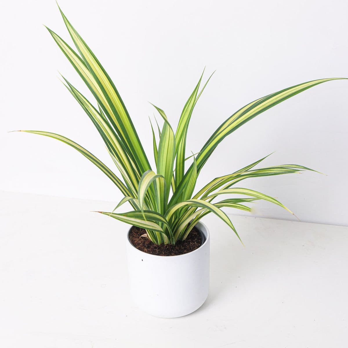Pandanus