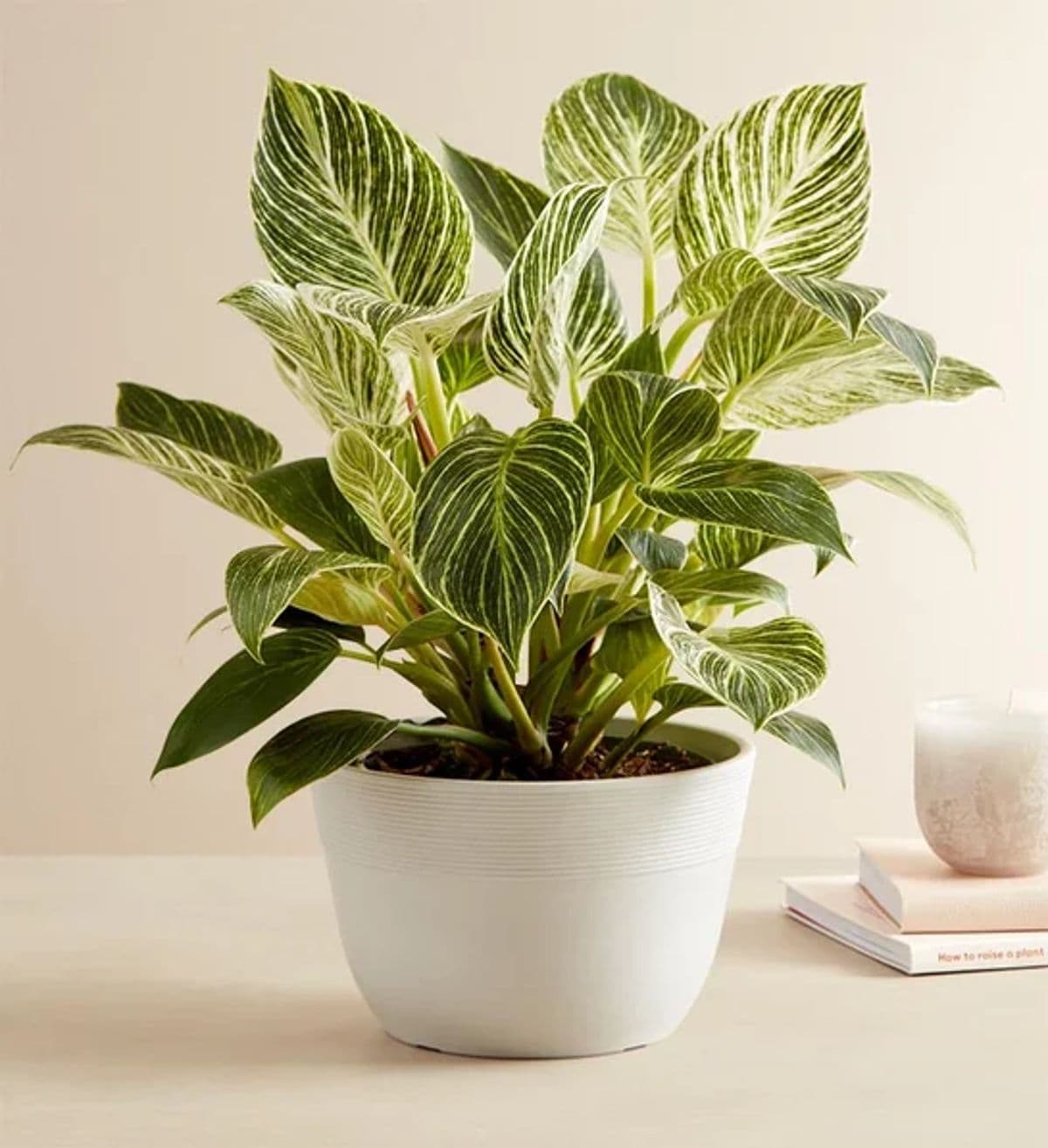 Philodendron Birkin