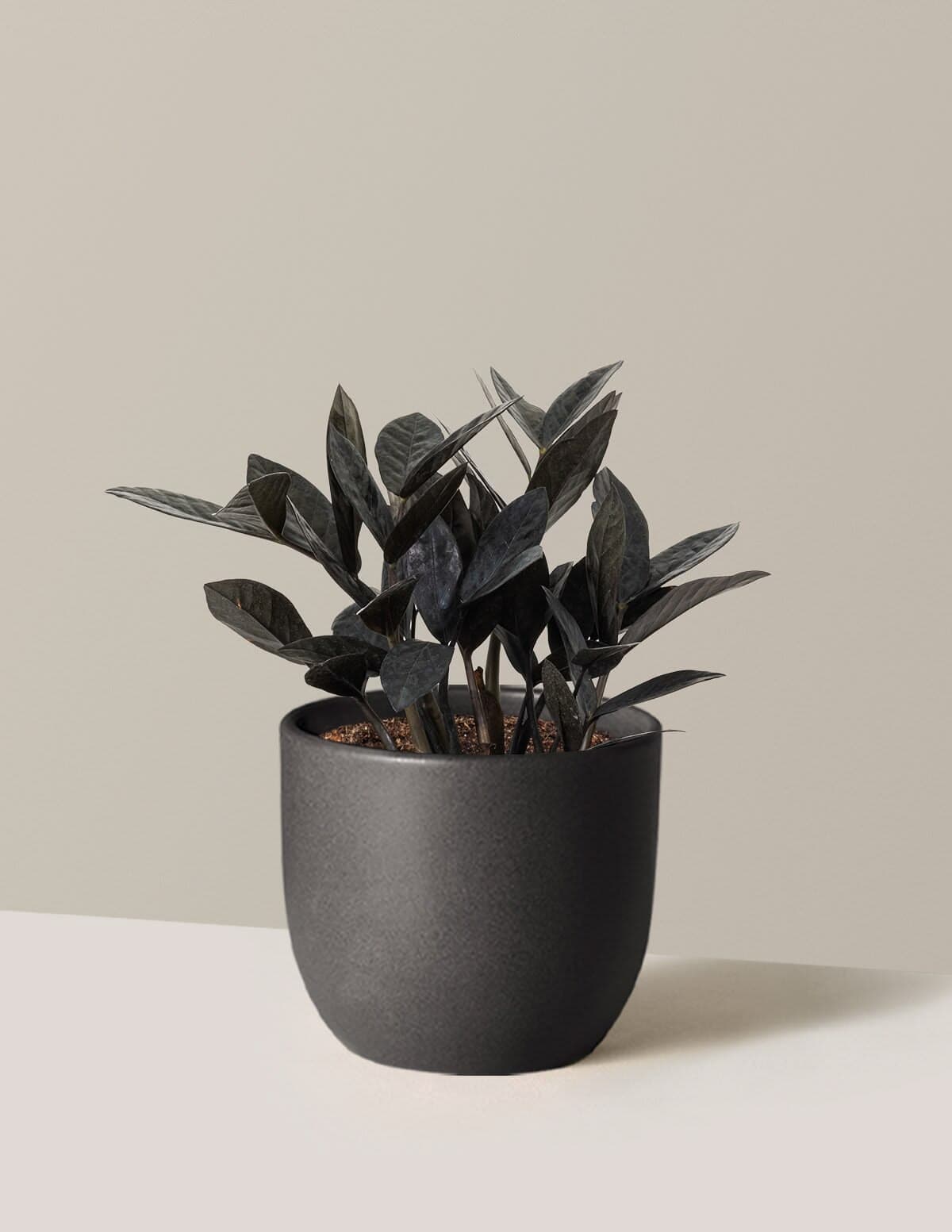 Zamia ZZ Black