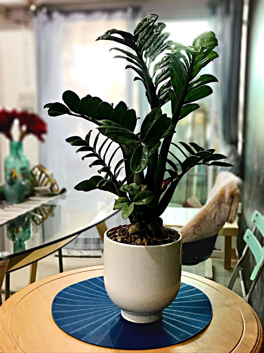 Dwarf ZZ Plant styled in a room
