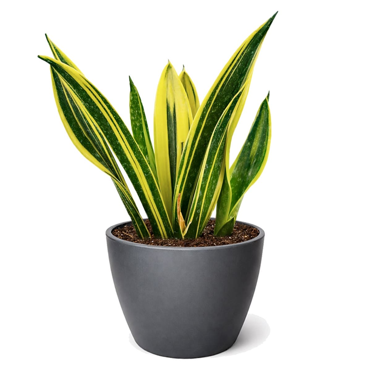 Sansevieria Gold Flame
