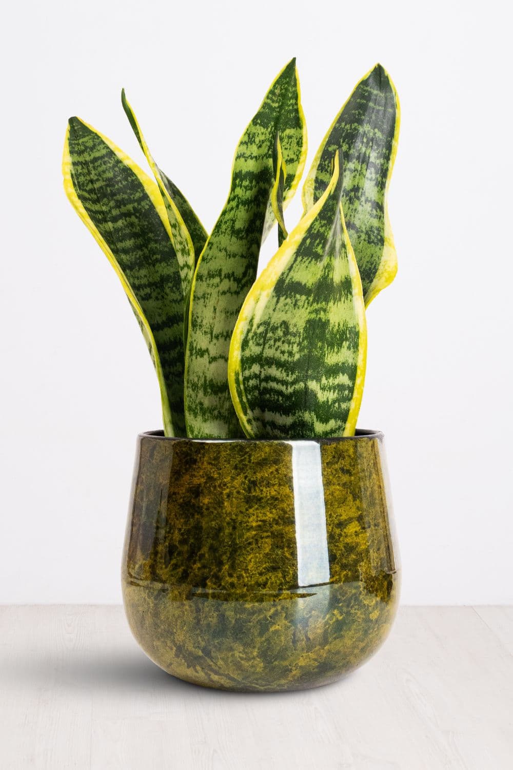 Snake Plant Futura Superba