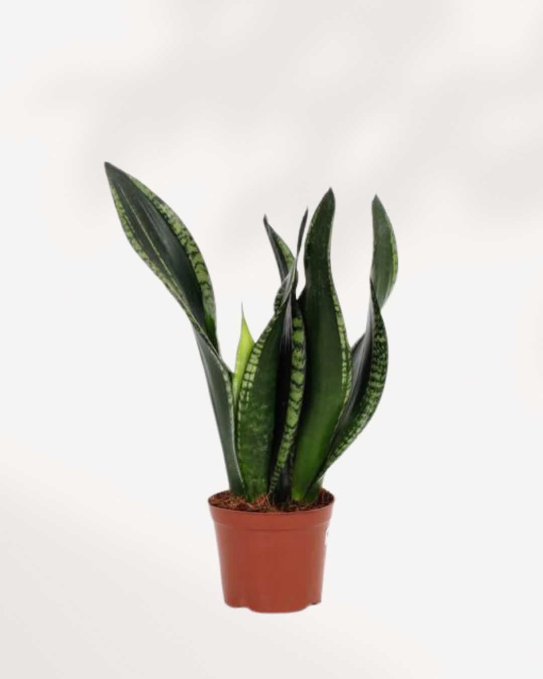 Sansevieria Whitney