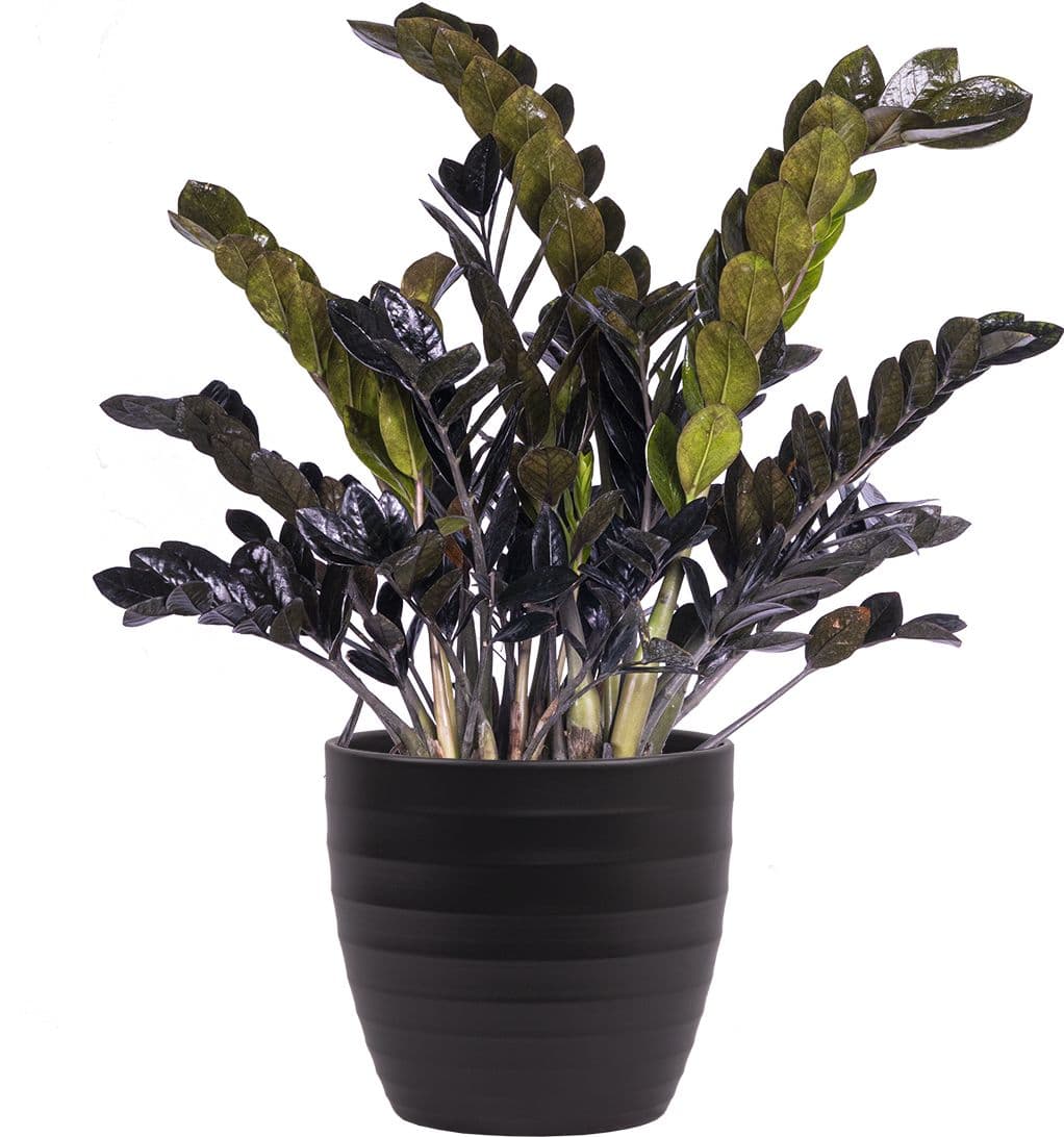Zamia ZZ Black