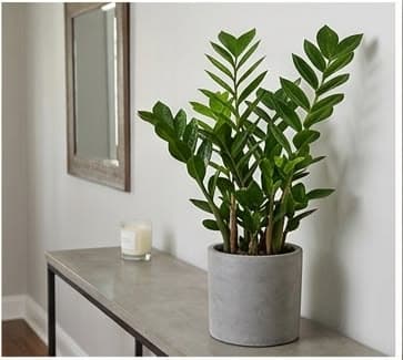 ZZ Plant
