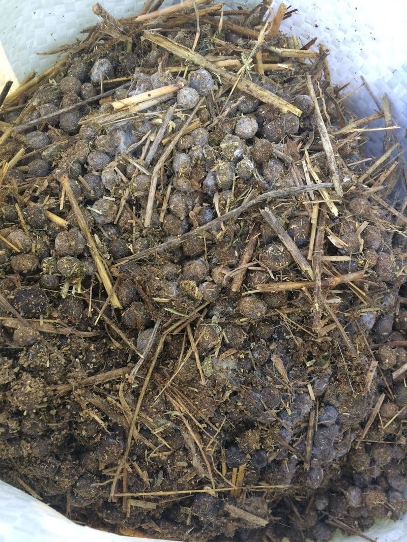 Goat Manure