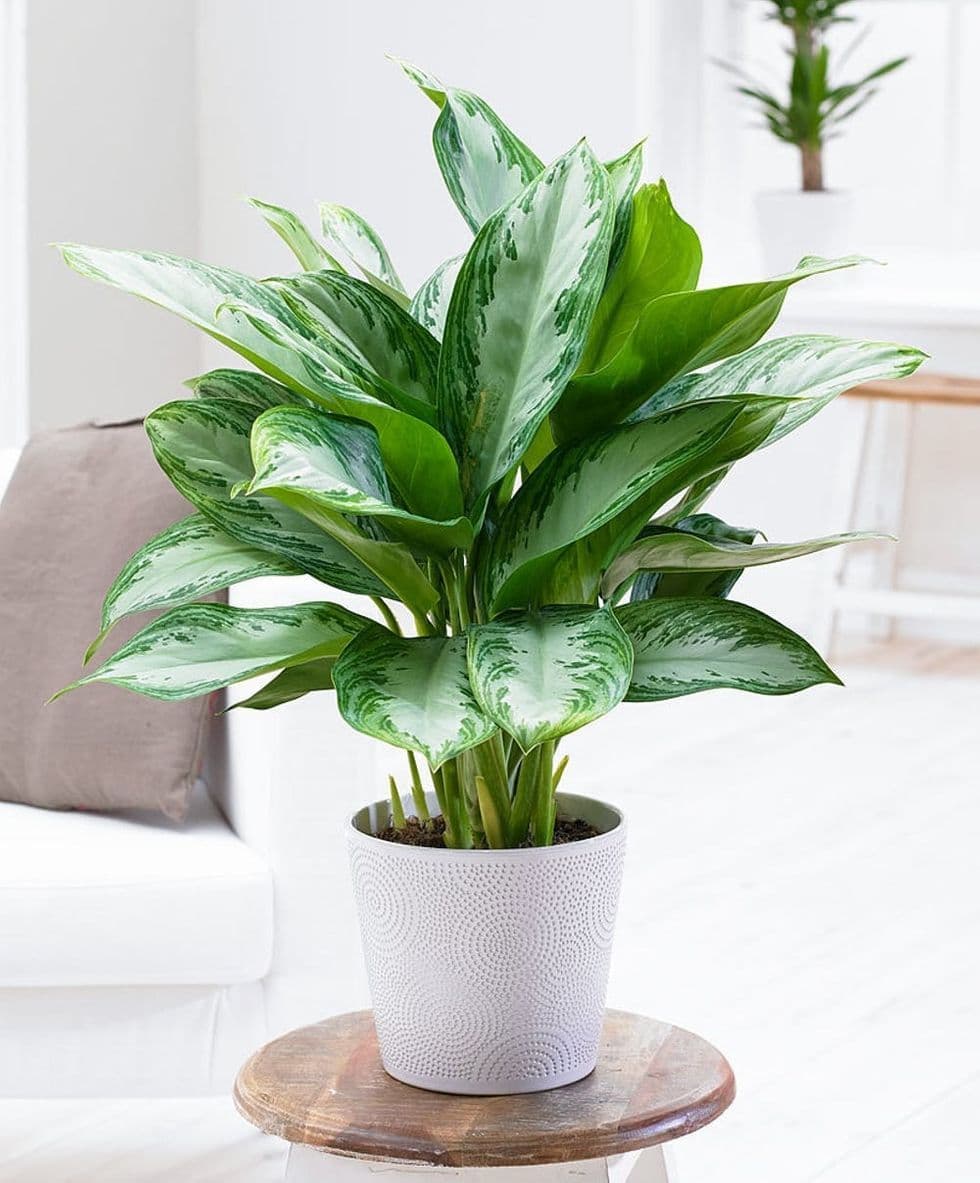 Aglaonema Manila