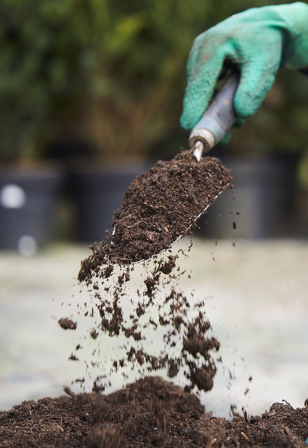 Cow Manure