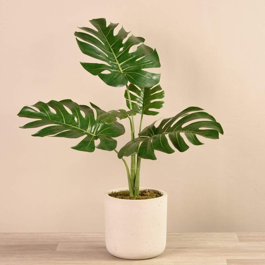 Broken Heart Plant