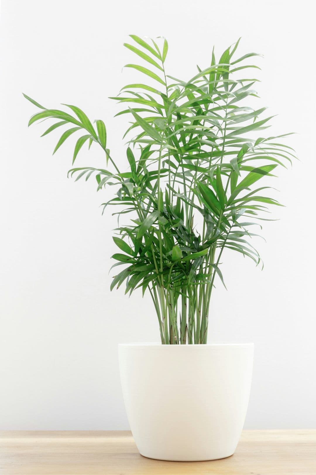 Bamboo Palm