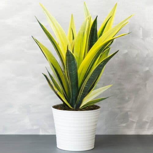 Sansevieria Gold Flame
