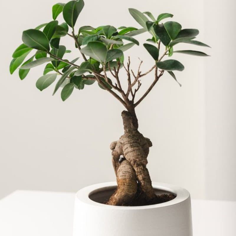 Ficus Bonsai