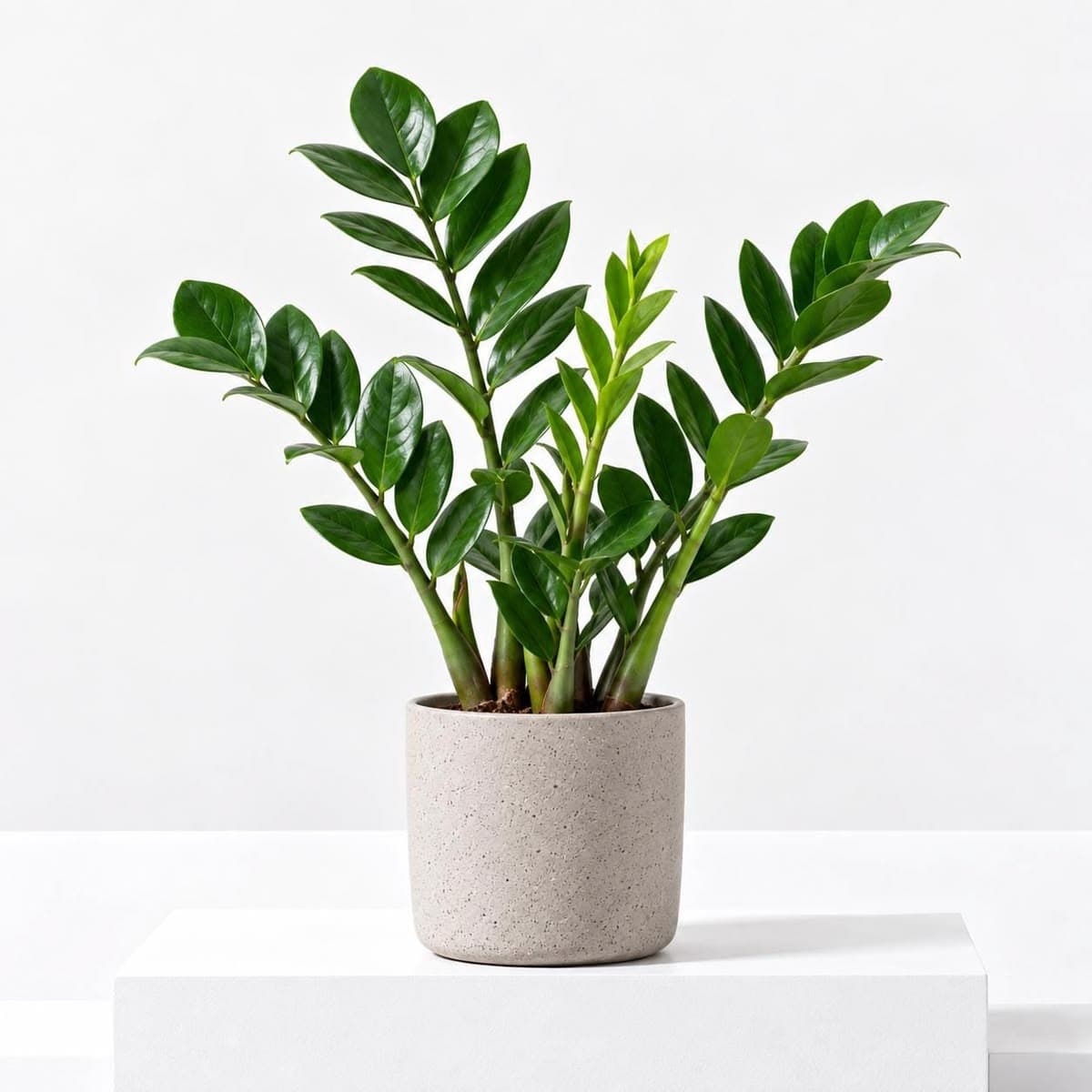ZZ Plant