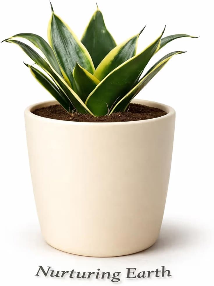 Snake Plant Golden Hahnii