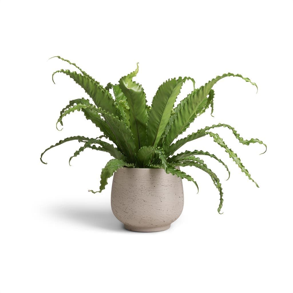 Osaka Bird Nest Fern