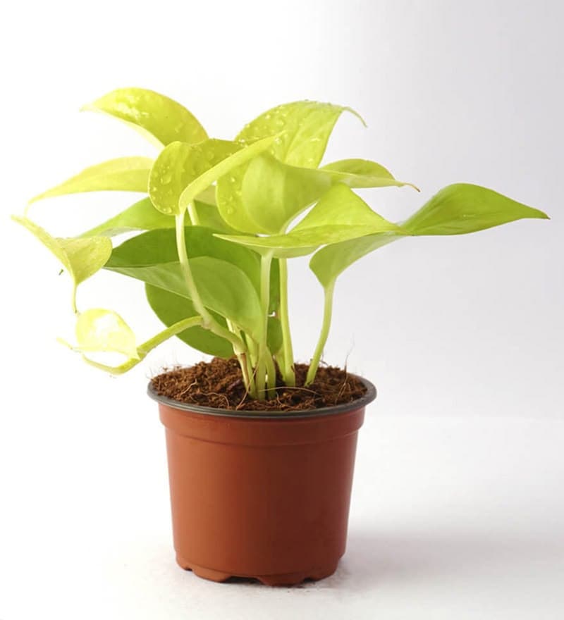 Money Plant Golden