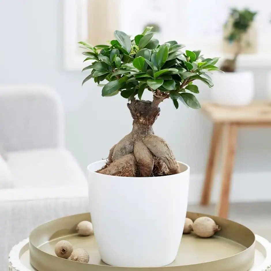Ficus Bonsai