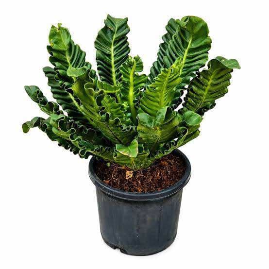 Cobra Fern