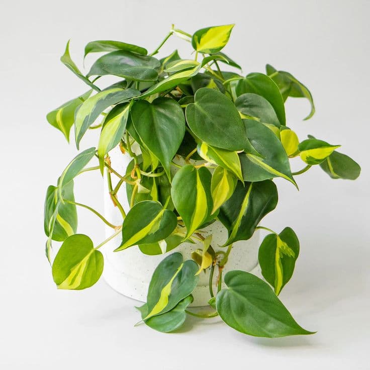 Philodendron Brasil