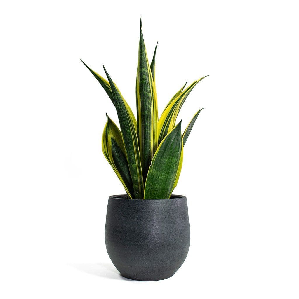 Sansevieria Gold Flame