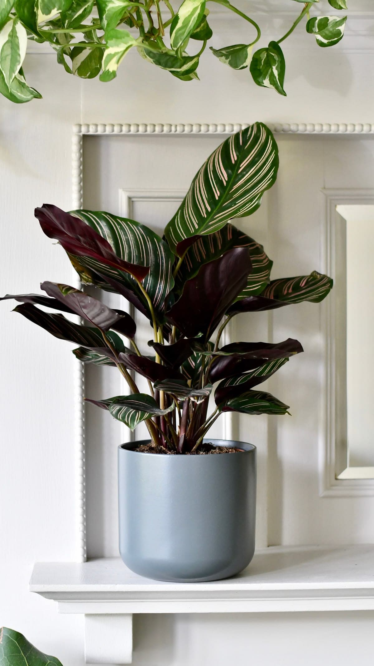 Calathea Sanderiana