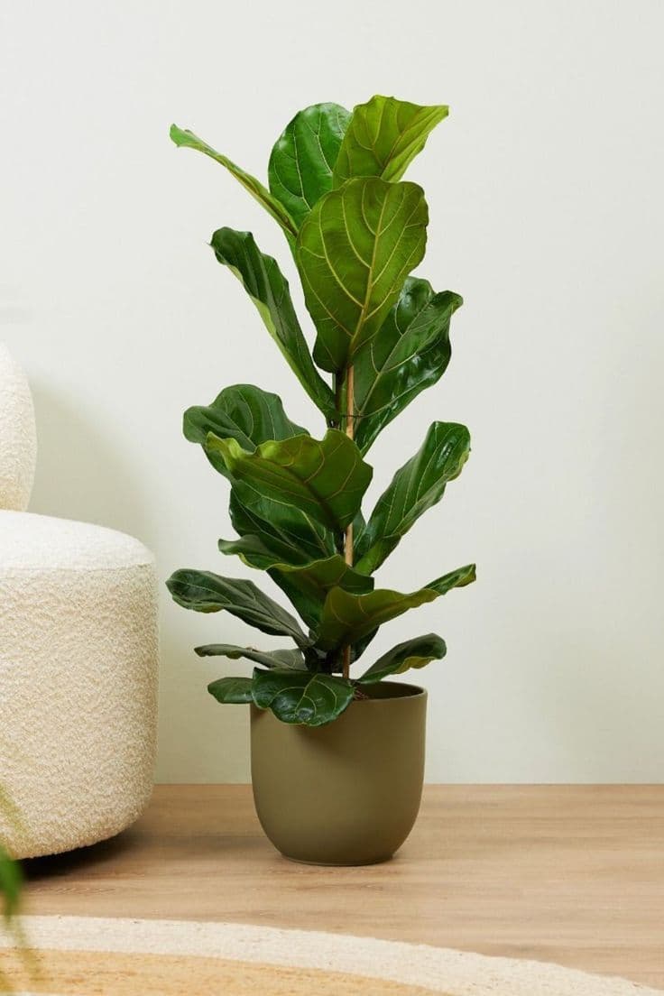 Fiddle Leaf Fig Bambino styled in a room