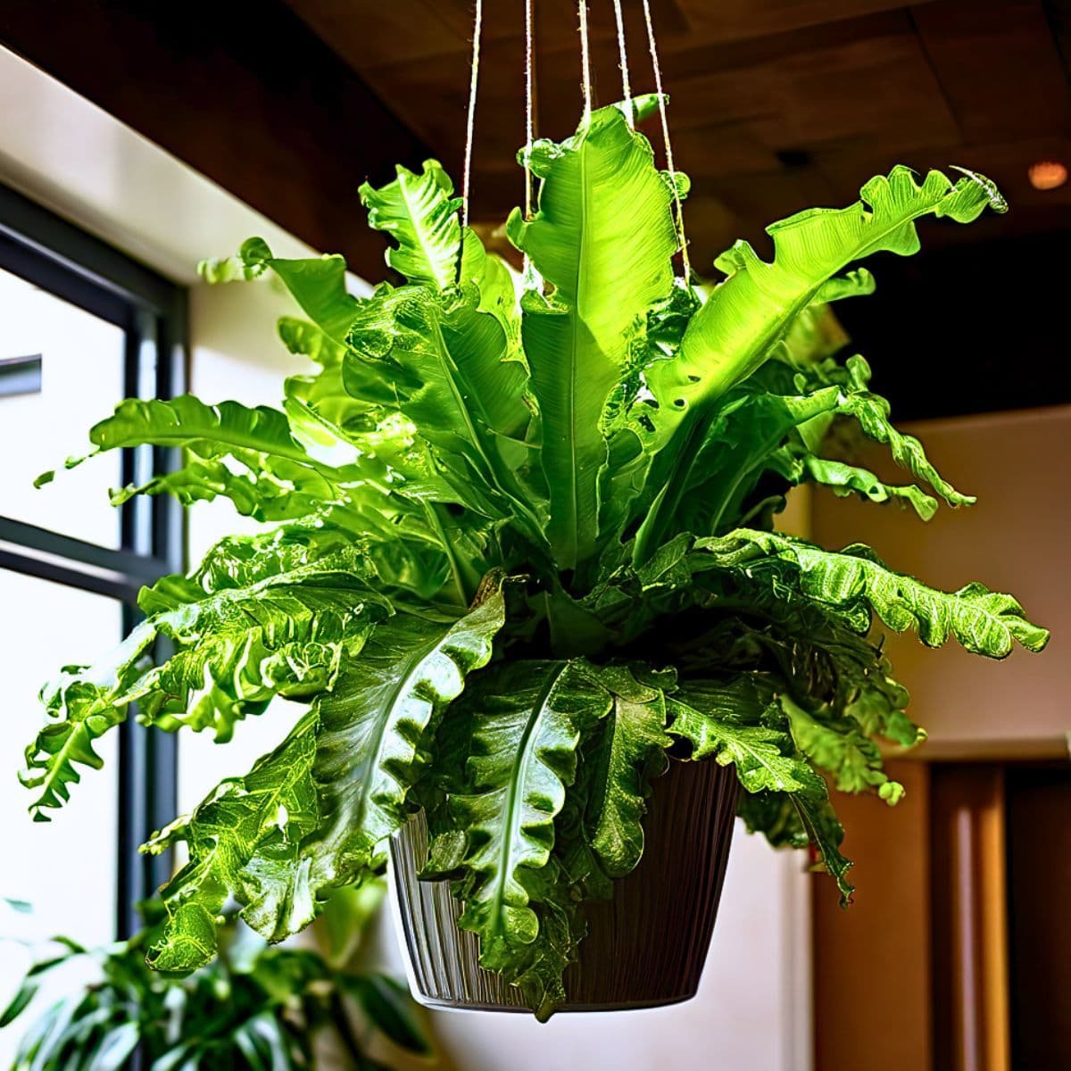 Osaka Bird Nest Fern styled in a room