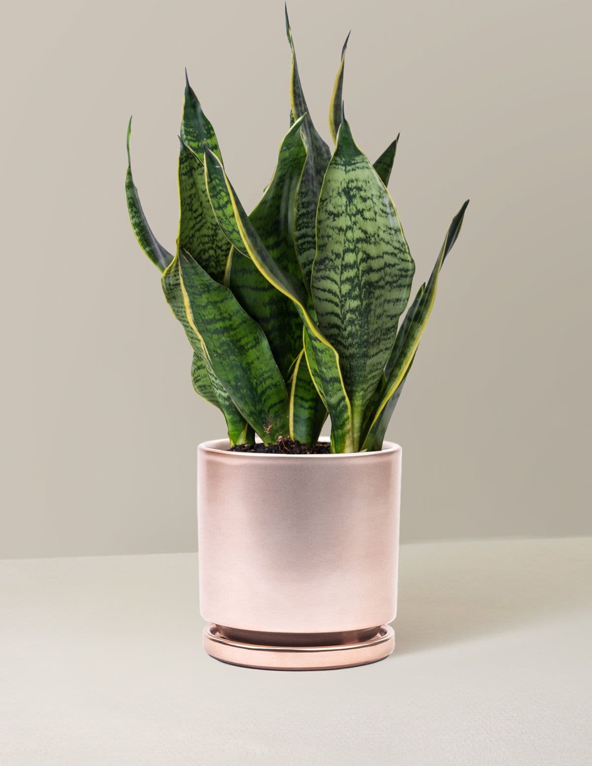 Snake Plant Futura Superba